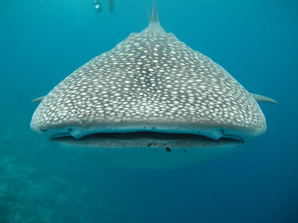 Going Swimming With Whale Sharks In Belize