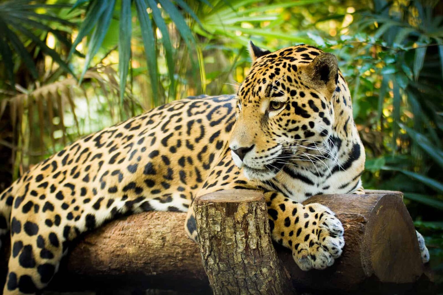 untame belize tours jaguar footer background photo