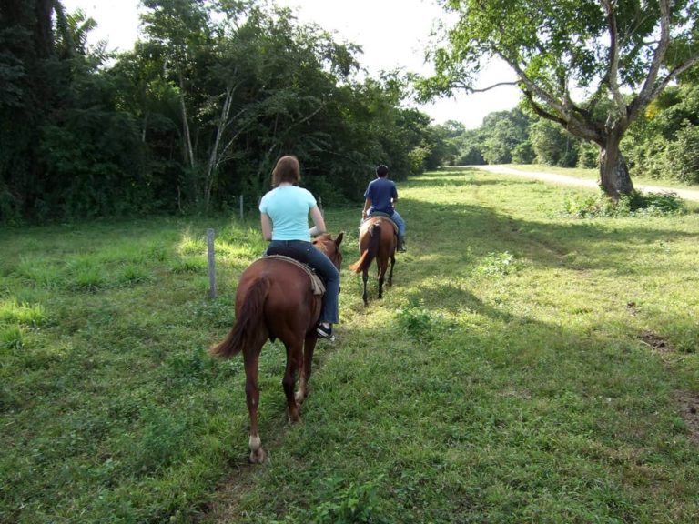 untame belize horseback riding trails