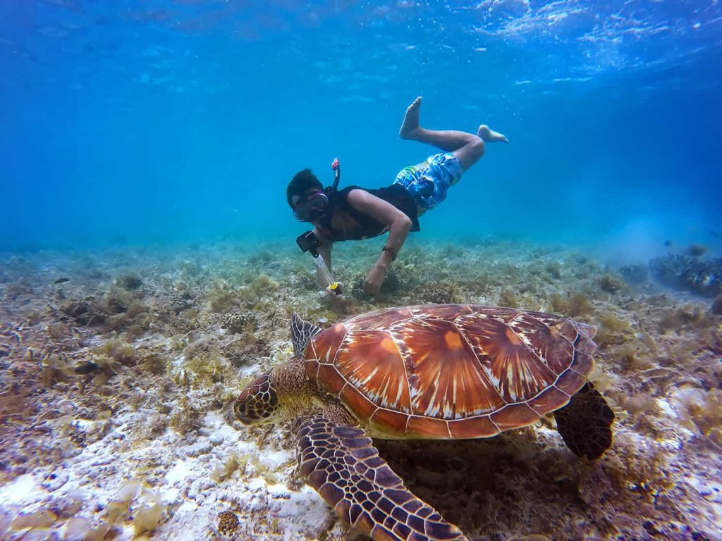 belize snorkeling barrier reef with turtle