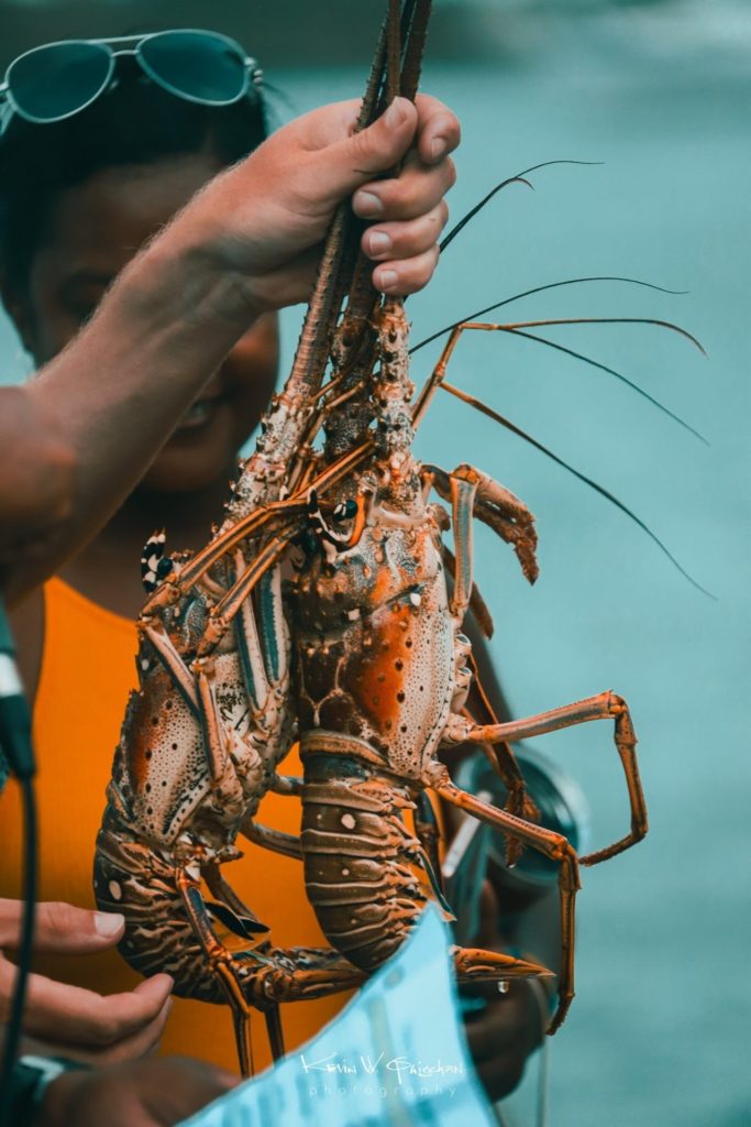 Fresh Lobster- Placencia Lobster 